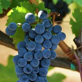 Cabernet-sauvignon Grapes On A Vine by Jalag / Hans-peter Siffert