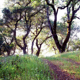 California Oak Trees by Richard Felber