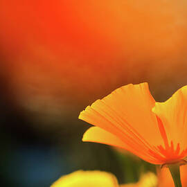 California Poppy by Andipantz