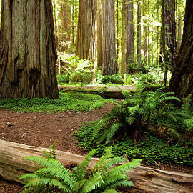 California Redwood Forest by Andipantz