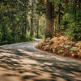 California, Sequoia National Park by Claudia Uripos