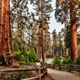 California, Sequoia National Park, Sequoia Trees by Claudia Uripos