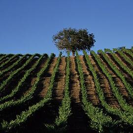 Californias Winegrape Growing Region Of by George Rose