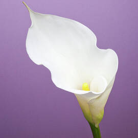 Calla Lily On Purple Background by William Andrew