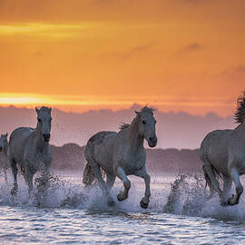 Camargue Horses by Beniamino Pisati