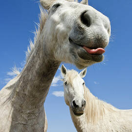 Camargue Horses, Camargue, South France by Konrad Wothe