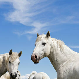 Camargue Horses by Franz Aberham