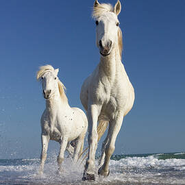 Camargue Horses Running In Water At Beach, Camargue, France by Konrad Wothe