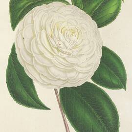 Camellia Planipetala by Charles Antoine Lemaire
