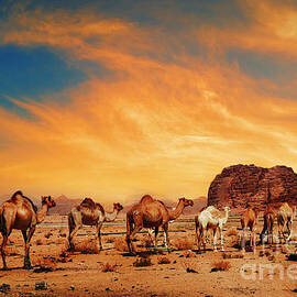 Camels in Wadi Rum by Jelena Jovanovic