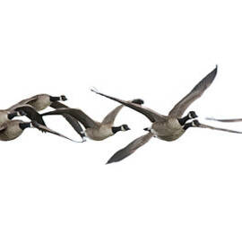 Canada Geese Branta Canadensis by Andrew howe