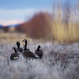 Canada Geese Branta Canadensis, Rear by Art Wolfe