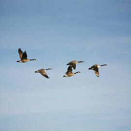 Canada Geese In Flight by Georgepeters