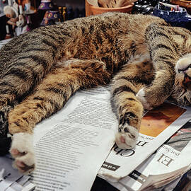 Cat Sleeping On Newspapers by Claudia Uripos