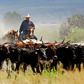 Cattle Drive by Lifejourneys