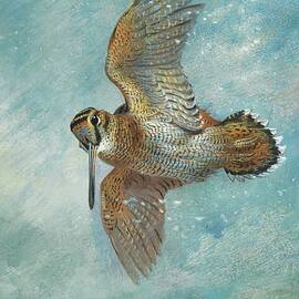 Caught In A Blizzard, Woodcock by Archibald Thorburn
