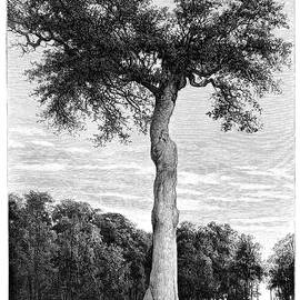 Ceiba Tree, Central America by Print Collector