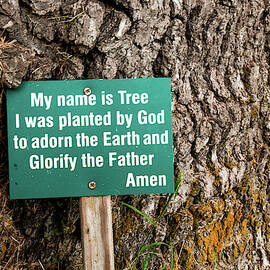 Centennial Oak - Salem Oak Tree by Louis Dallara