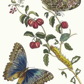 Cerises Damerique by Maria Sibylla Merian