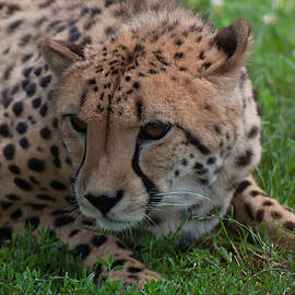 Cheetah 01 by Flees Photos