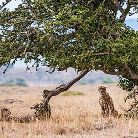 Cheetah by Jacana Stock