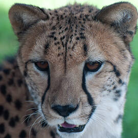 cheetah portrait by Flees Photos