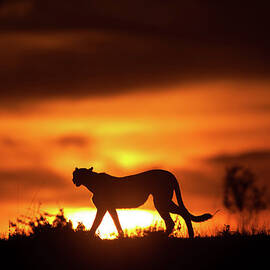 Cheetah Silhoette by Gp232