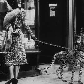 Cheetah Who Shops by B. C. Parade