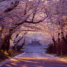 Cherry Blossom Neighborhood by Wldavies