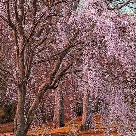 Cherry Blossom with fall colors by Stefano Senise