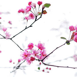 Cherry Blossoms by Danise Tang