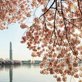 Cherry Blossoms Frame The Washington by Ogphoto