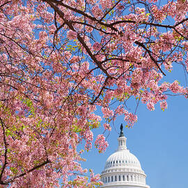 Cherry Blossoms In Front Of Capitol by Tetra Images