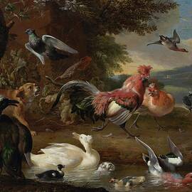 Chickens And Ducks by Melchior D'hondecoeter