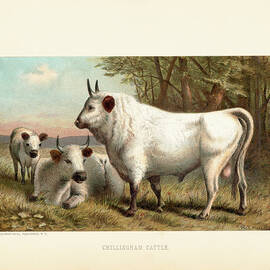 Chillingham Cattle by Archive Photos