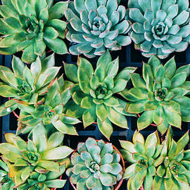 China, Hong Kong, Succulents by Westend61