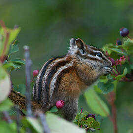 Chipmunk Eating Berries by Cascade Colors