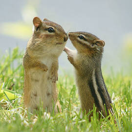 Chipmunks In Grasses by Corinne Lamontagne