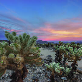 Cholla Cactus Garden in Joshua Tree National Park at sunset by Miroslav Liska