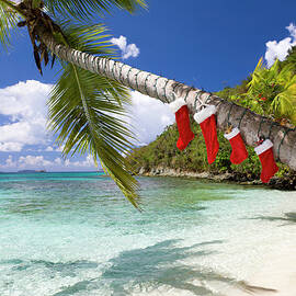 Christmas Decorations On A Palm Tree At by Cdwheatley