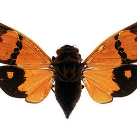 Cicada Specimen by Kjohansen