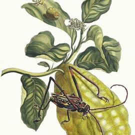 Citronier by Maria Sibylla Merian