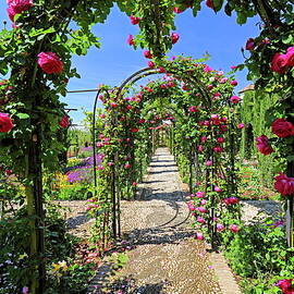 Climbing Roses In The Garden Of Palacio by Gunter Grafenhain