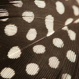 Close Up Feather by Pkg Photography