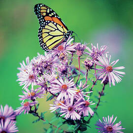 Close-up Of A Monarch Butterfly Danaus by Medioimages photodisc