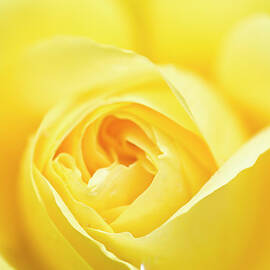 Close Up Of A Yellow Rose Rosa Sp by Mike Hill