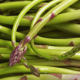 Close Up Of Green Italian Asparagus asparagi Pregiati Del Tavoliere by Atkinson / Sue Dr.
