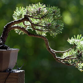 Close-up Of Single Bonsai Tree By A by Rocksunderwater
