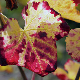 Close Up Of Vine Leaves, Elsass, France by Ralf Greiner Fotografie