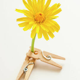 Clothespins and spring flowers by Jorgo Photography